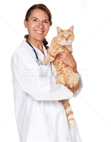 Ginger cat with veterinarian doctor. Stock photo © Kurhan