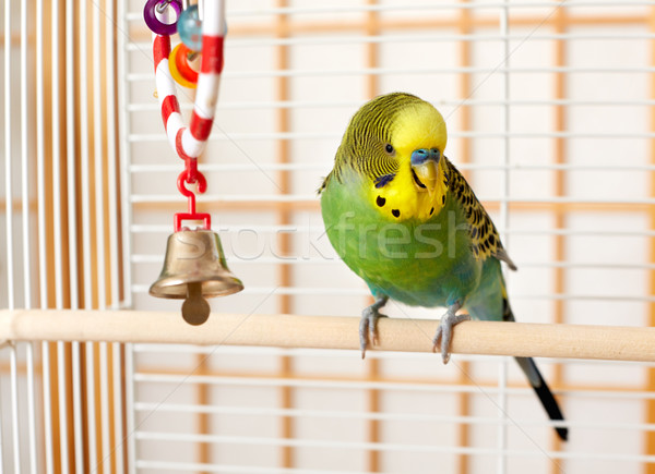 Muhabbetkuşu yeşil sarı kuş portre oyuncak Stok fotoğraf © Kurhan