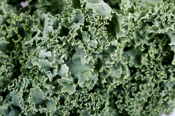Kale cabbage Stock photo © Kurhan