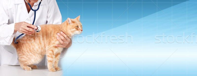 Ginger cat with veterinarian doctor. Stock photo © Kurhan