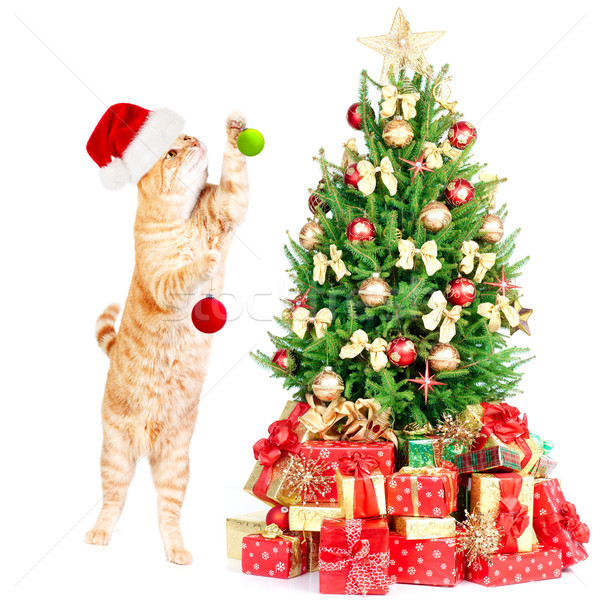 Ginger santa cat and Christmas tree. Stock photo © Kurhan