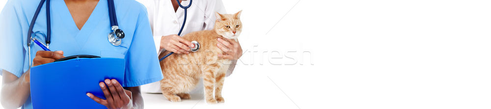 Foto stock: Gato · veterinario · médico · veterinario · médico · estetoscopio