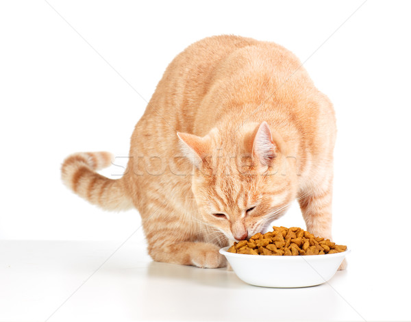 Eating cat. Stock photo © Kurhan