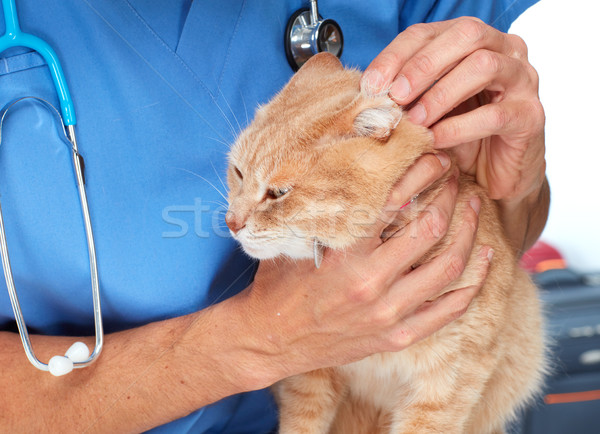 Foto stock: Gato · veterinário · médico · ouvido · animal · saúde