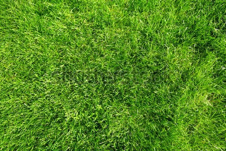 Stock photo: Green grass.