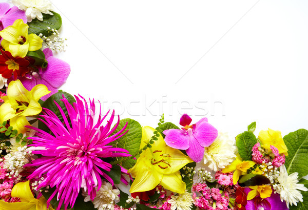 Tebrik kartı güzel çiçekler yalıtılmış beyaz Stok fotoğraf © Kurhan
