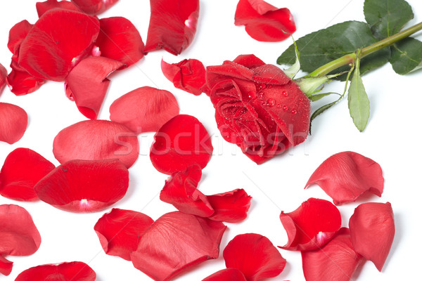 Red rose. Stock photo © Kurhan