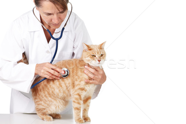 Red cat with veterinarian doctor. Stock photo © Kurhan