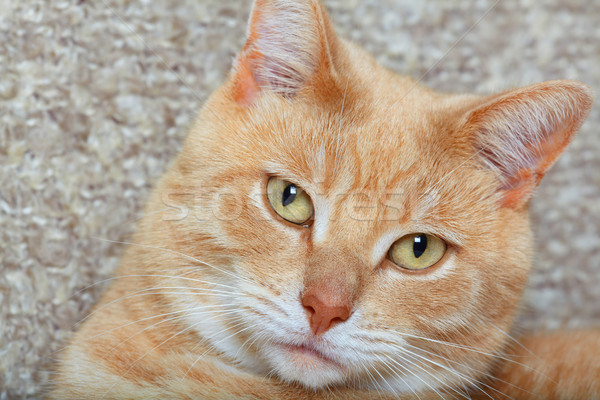 Gengibre gato doméstico retrato animal casa cara Foto stock © Kurhan