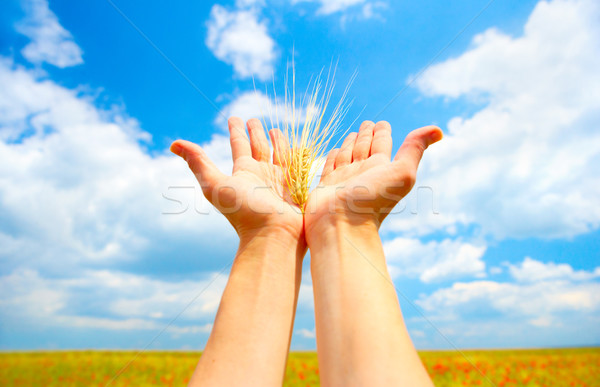 Foto stock: Mulher · palms · blue · sky · mãos · mulheres · natureza