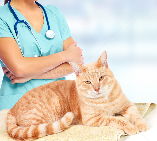 Ginger cat in veterinary clinic. Stock photo © Kurhan