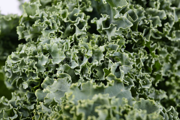 Kale cabbage Stock photo © Kurhan