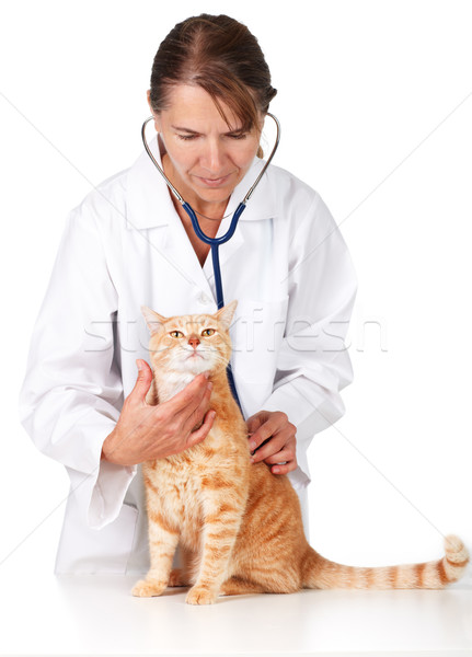 Ginger cat with veterinarian doctor. Stock photo © Kurhan