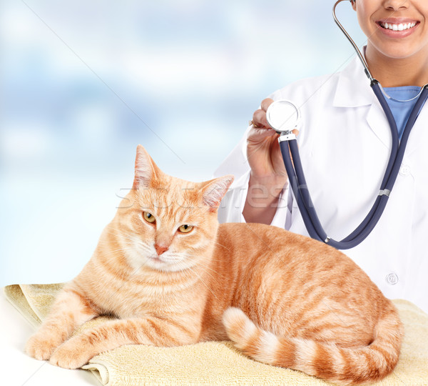 Ginger cat in veterinary clinic. Stock photo © Kurhan