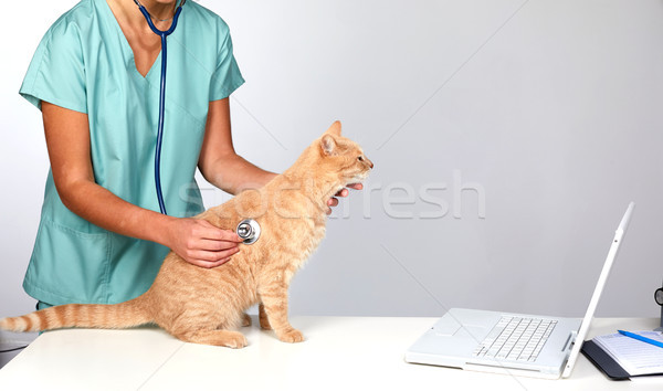 Foto stock: Veterinário · médico · gato · veterinário · clínica · médico