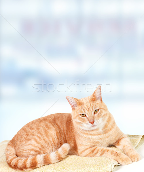 Ginger Cat Over Blue Background Stock Photo C Kurhan Stockfresh