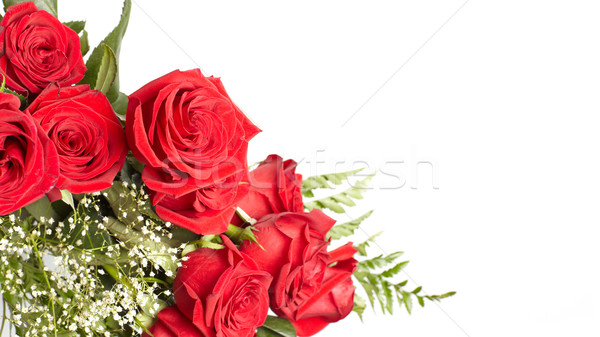 Kırmızı gül güzel çiçek tebrik kartı sevmek gül Stok fotoğraf © Kurhan
