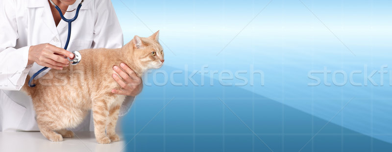 Ginger cat with veterinarian doctor. Stock photo © Kurhan