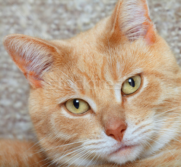 Ghimbir pisica domestica portret animal acasă faţă Imagine de stoc © Kurhan