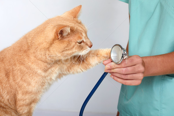 Veterinarian doctor with cat in veterinary clinic. Stock photo © Kurhan