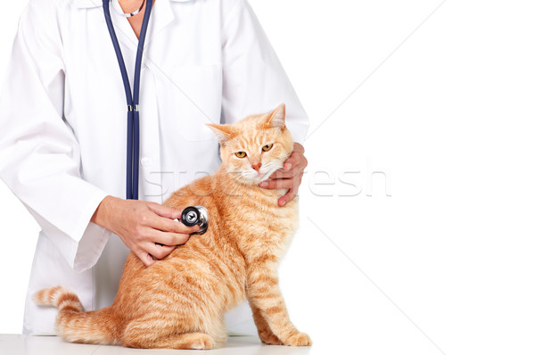 Red cat with veterinarian doctor. Stock photo © Kurhan