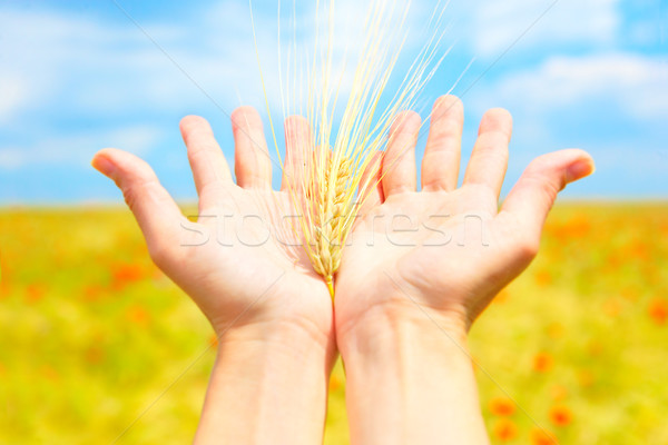 spikelets Stock photo © Kurhan