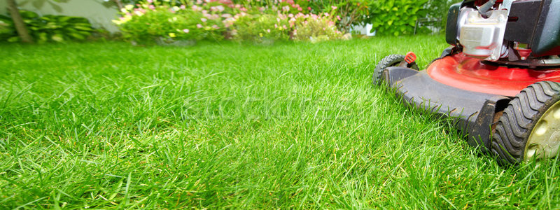 Groen gras natuur landschap Stockfoto © Kurhan