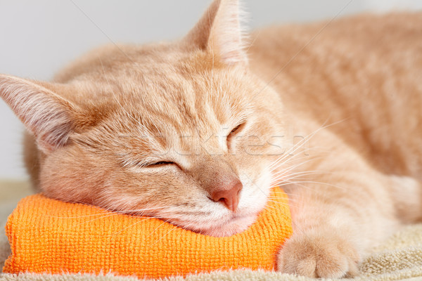 Stock photo: Red cat.