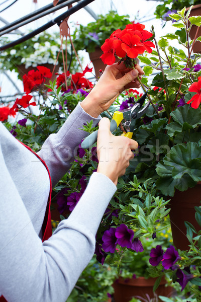 Mitarbeiter Gärtnerei Gartenarbeit Familie Mädchen Hände Stock foto © Kurhan