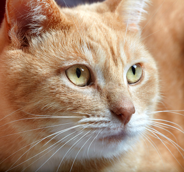 Ghimbir pisica domestica portret animal acasă faţă Imagine de stoc © Kurhan