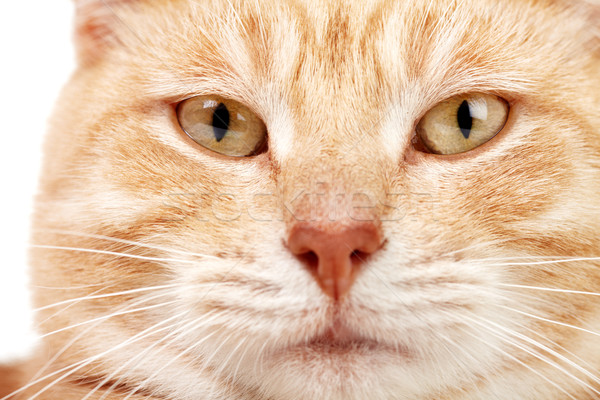 Red cat closeup. Stock photo © Kurhan