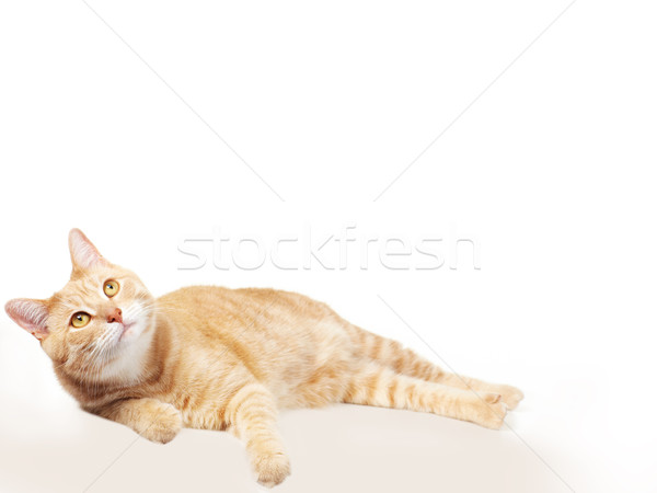 Pet cat. Stock photo © Kurhan