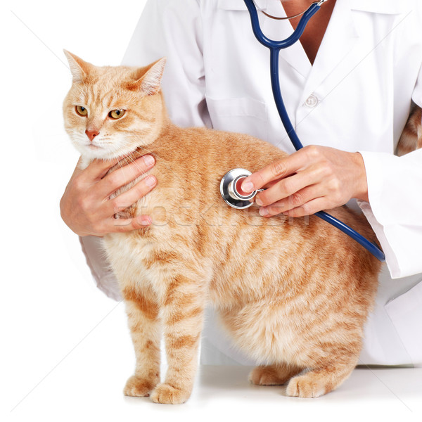 Red cat with veterinarian doctor. Stock photo © Kurhan