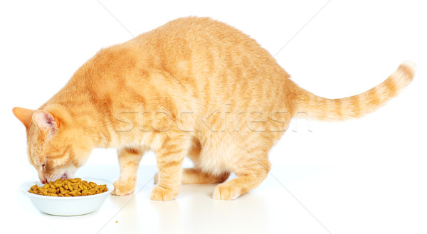 Gato comer alimentos rojo aislado blanco Foto stock © Kurhan
