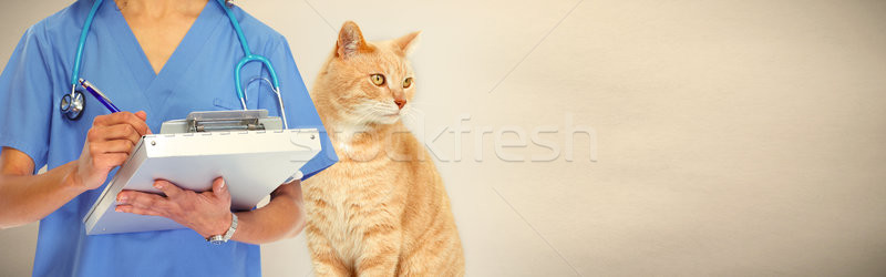 Veterinarian doctor with cat in veterinary clinic. Stock photo © Kurhan