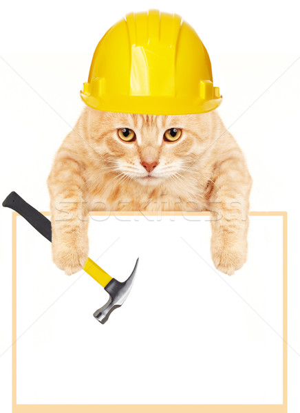 Cat with hammer and banner. Stock photo © Kurhan