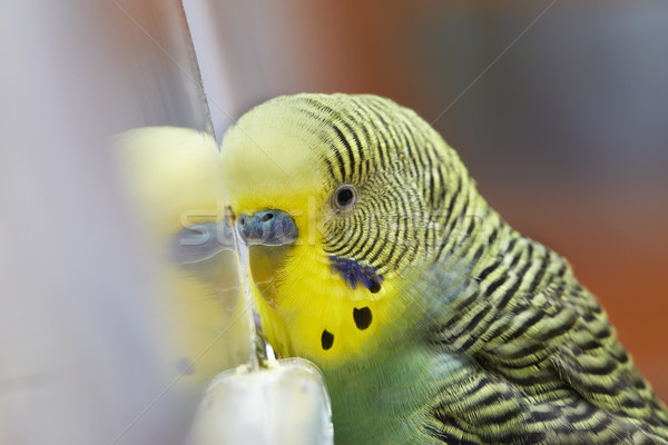 Muhabbetkuşu yeşil sarı makro portre kuş Stok fotoğraf © Kurhan