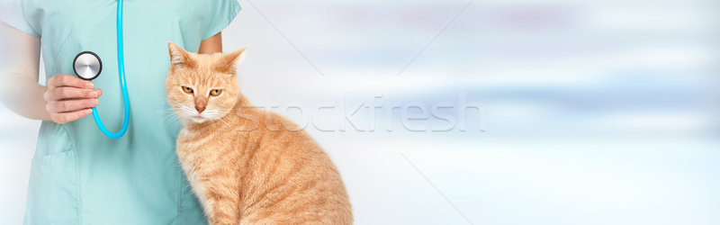 állatorvos orvos macska állatorvosi klinika orvos Stock fotó © Kurhan