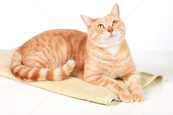 Ginger cat. Stock photo © Kurhan