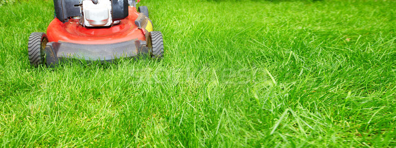 Groen gras natuur landschap Stockfoto © Kurhan