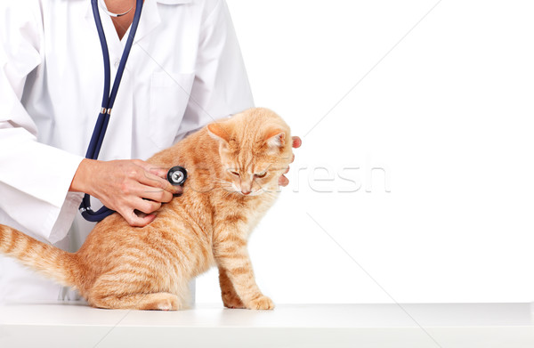 Stock photo: Red cat with veterinarian doctor.