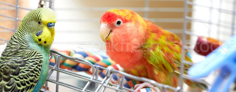 Budgie and lovebird parrots. Stock photo © Kurhan