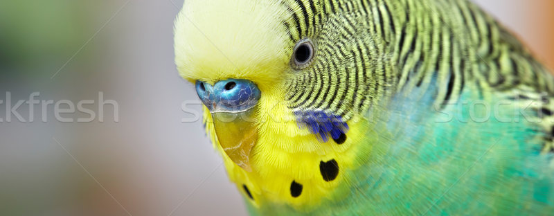 Muhabbetkuşu yeşil sarı makro portre kuş Stok fotoğraf © Kurhan