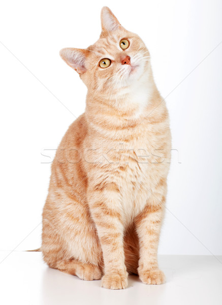 Red cat. Stock photo © Kurhan