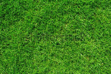 Natural green grass texture, top view of the lawn Stock photo © kurkalukas