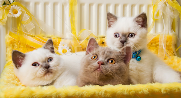 White And Fawn British Shorthair Kittens Stock Photo C Leyla S