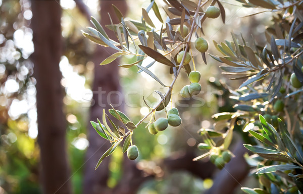 Mediterráneo oro aceitunas jóvenes de oliva Foto stock © Kuzeytac