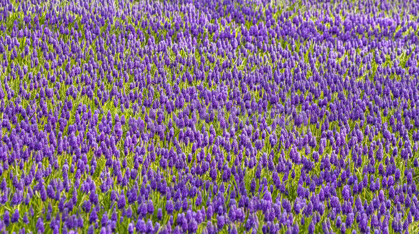 Purple Muscari Armeniacum Field Stock photo © Kuzeytac