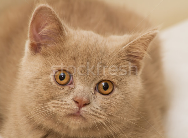 A Fawn British Shorthair Kitten Stock photo © Kuzeytac