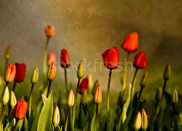 Stock foto: Rot · Tulpen · Frühling · Regen · Sprinkler · Regenbogen